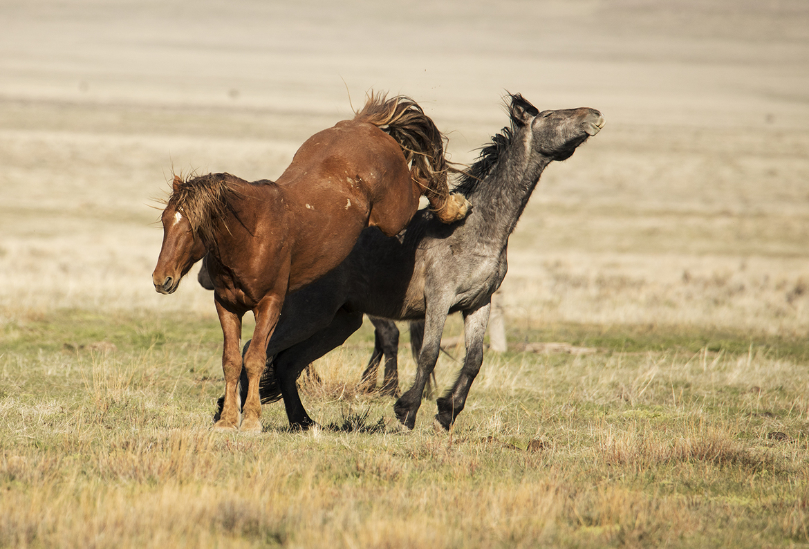 Mustang, West Desert, Utah, United States of America