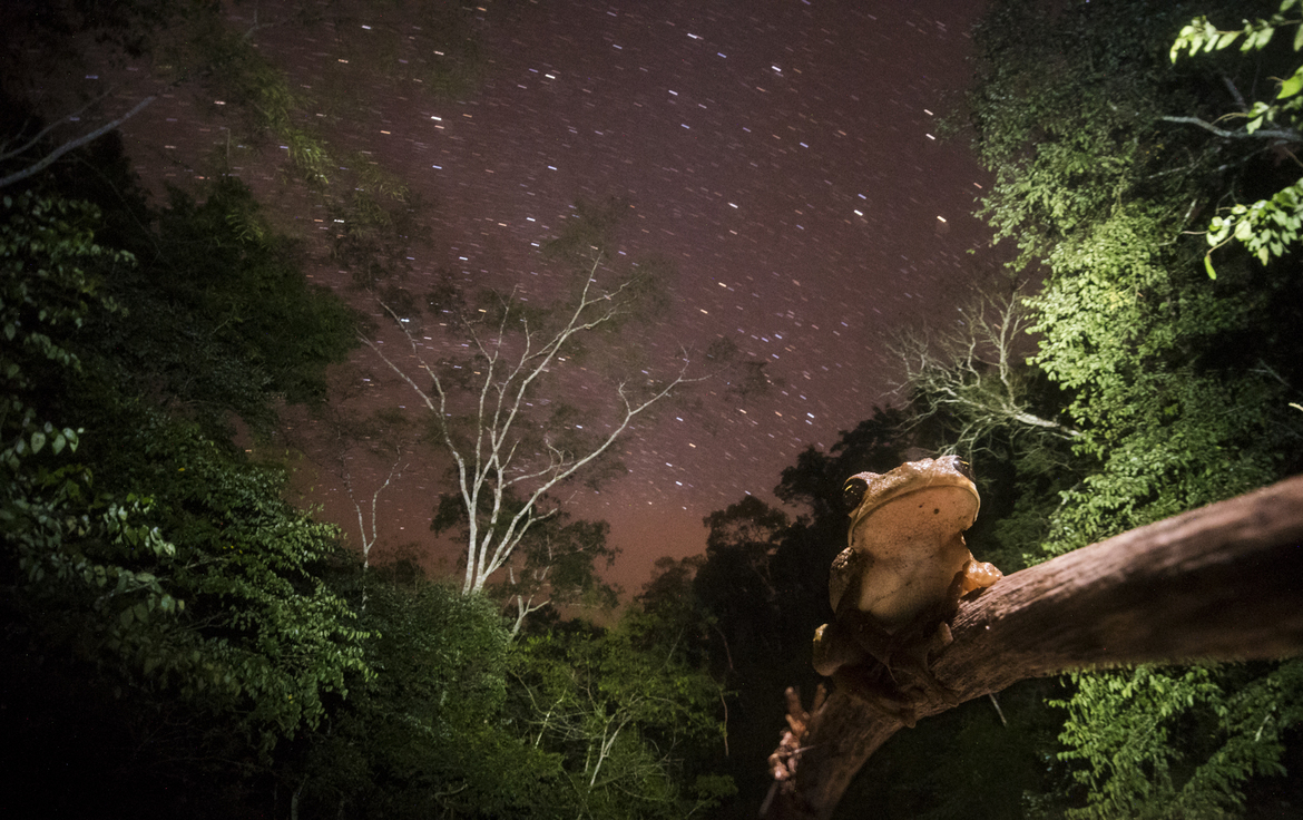 Tree Frog (Osteocephalus sp.), Cordillera Escalera conservation Area, Peru