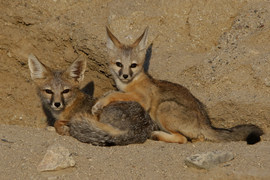 Grid foxes  kit  female and kit  l2a9361