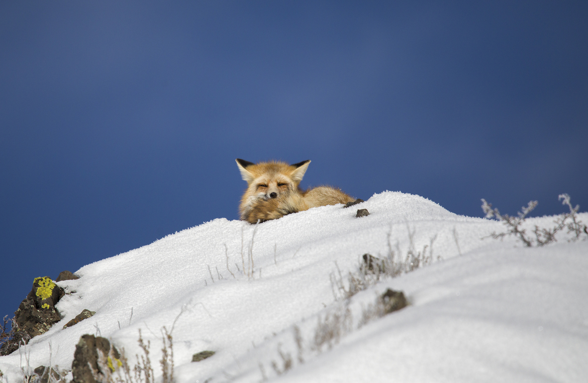 Red Fox, Yellowstone National Park, United States of America