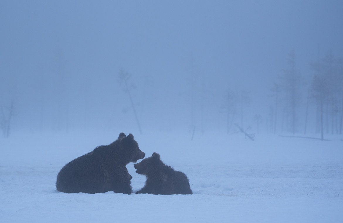 Brown Bear, Suomussalmi Region, Martinselkonen Nature Reserve, Finland