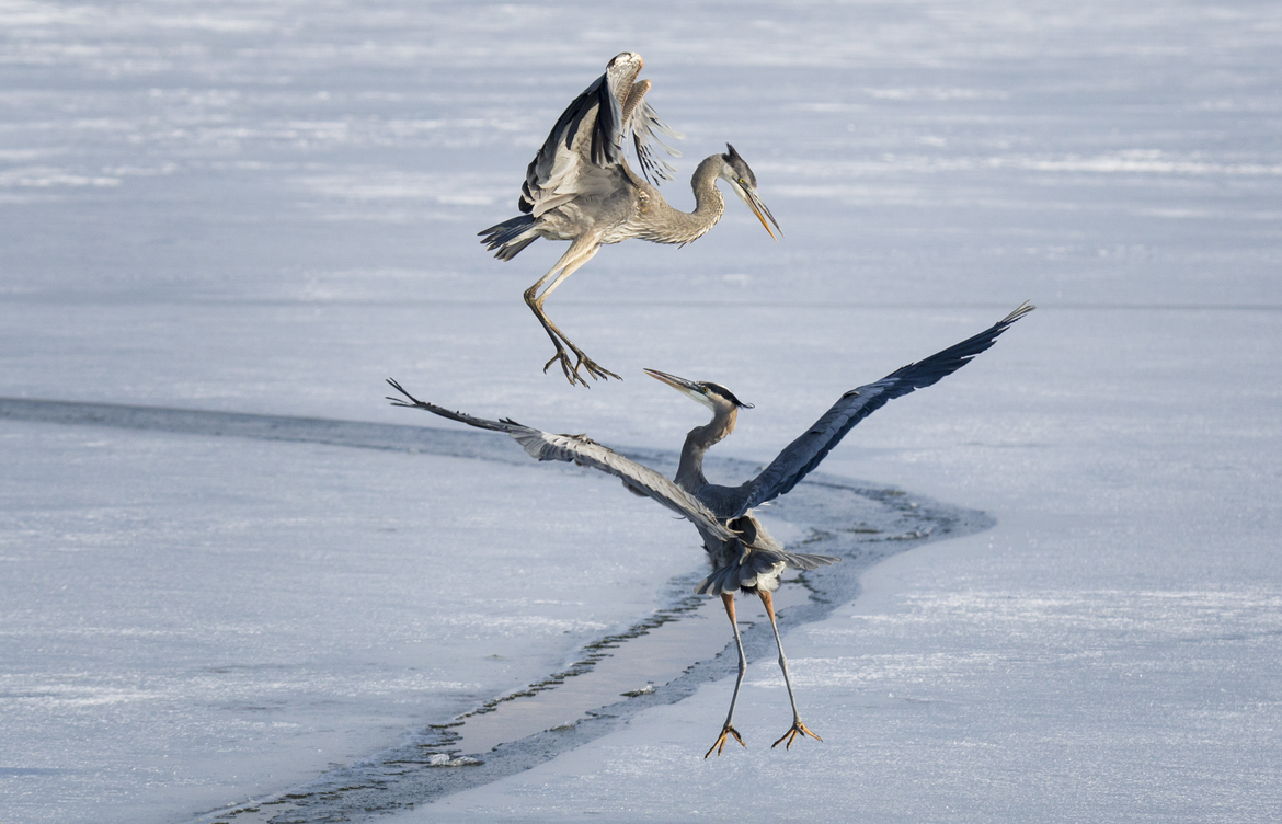 Great Blue Heron, Farmington Bay WMA, United States of America