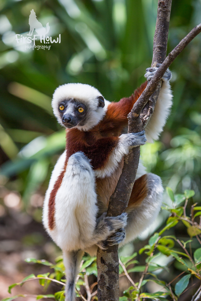 Coquerel's Sifaka, Ranomafana National Park, Madagascar
