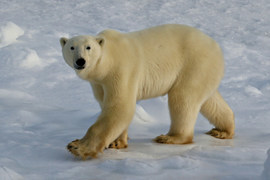 Grid polar bear  churchill 1r6a2052