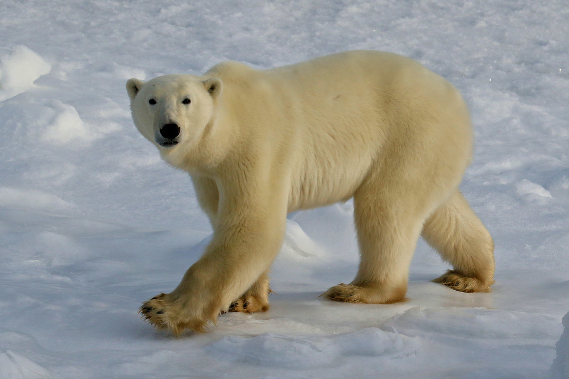 Polar Bear, Churchill, Manitoba, Canada