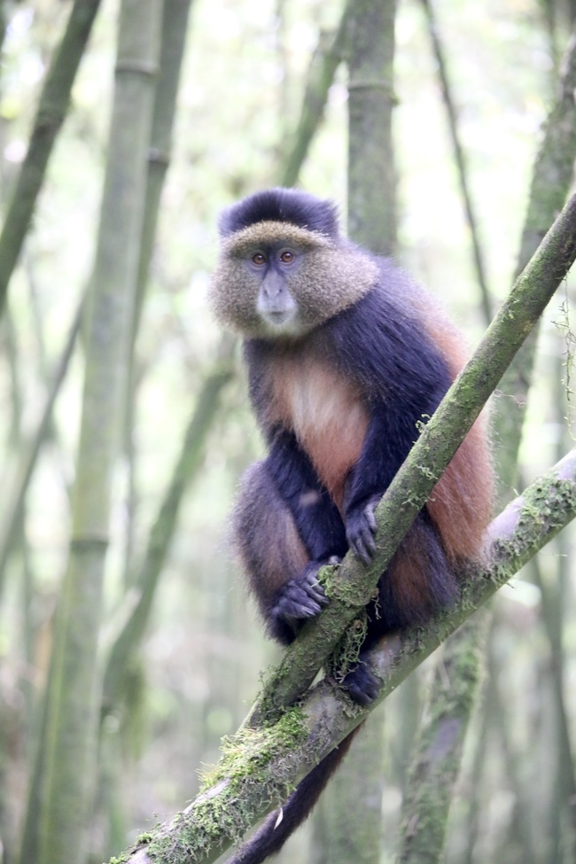 Golden Monkey, Volcanoes National Park, Rwanda