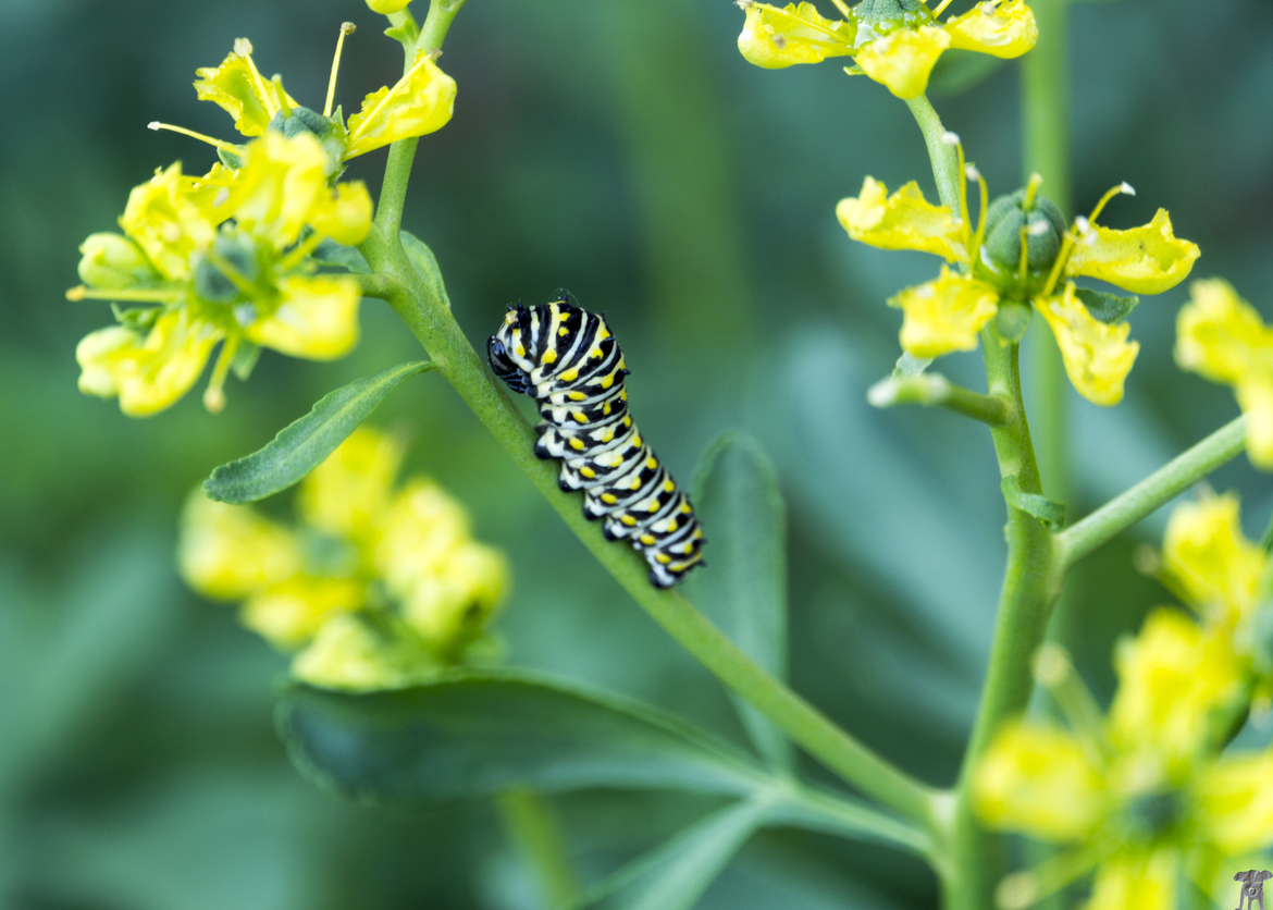 caterpillar, Indianapolis, In., United States of America