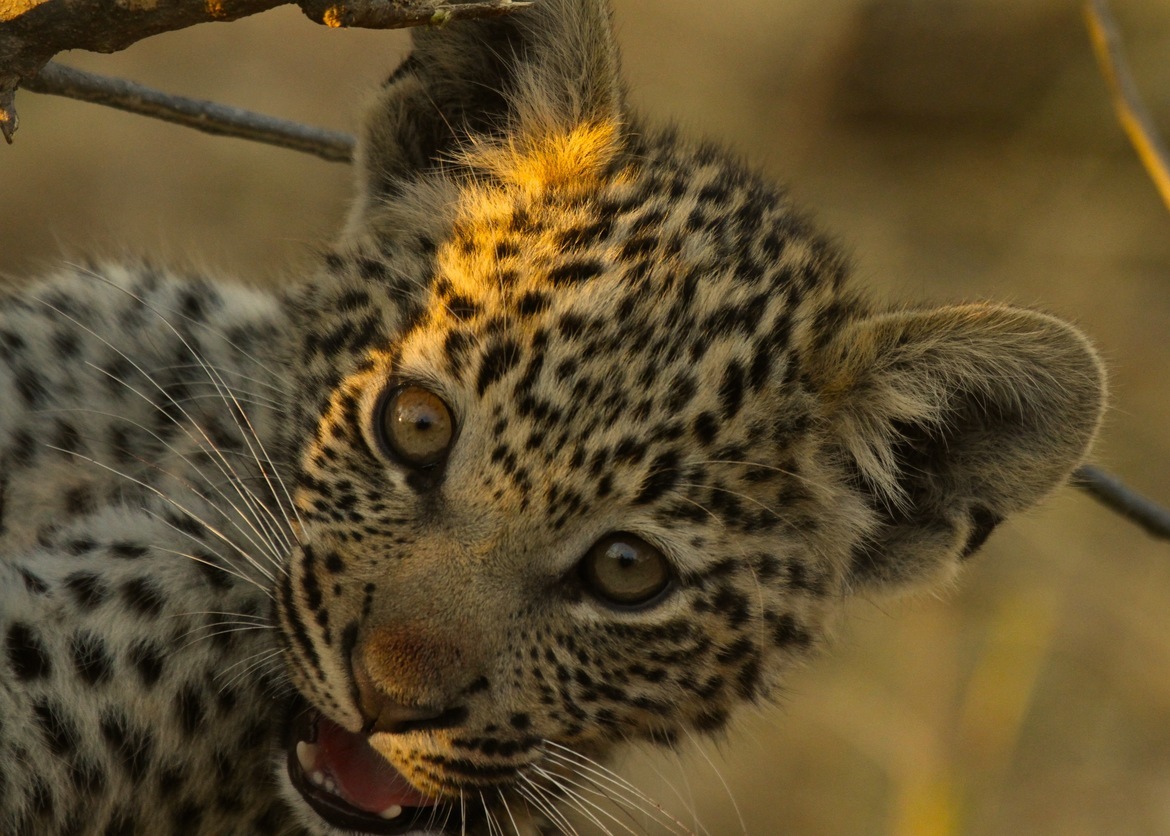 Leopard, Okavango Delta, Botswana