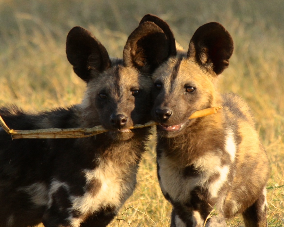 African Wild Dog, Okavango Delta, Botswana