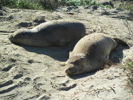 Grid 2012 12 19  sea lions near big sur ca