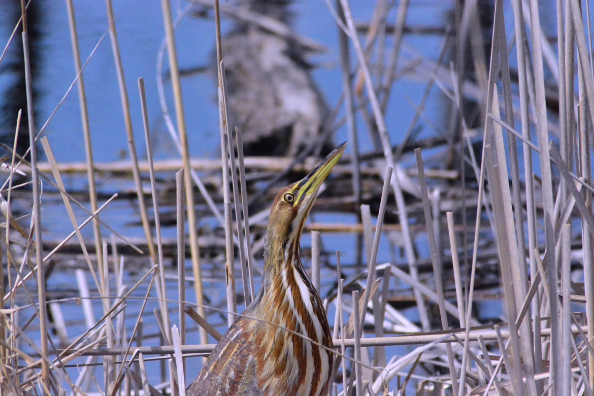 American Bittern, Tuttle Marsh, near Tawas, Michigan - a Duck's Unllimited Wetlands area, United States of America