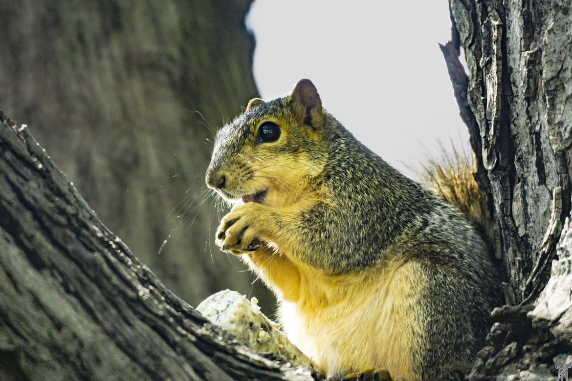squirrel, Indianapolis, In., United States of America