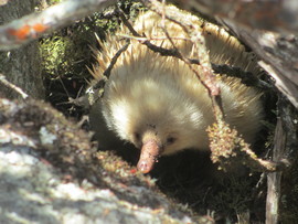 Grid 2013 12 25 echidna on strzelecki mountain  flinders island  australia