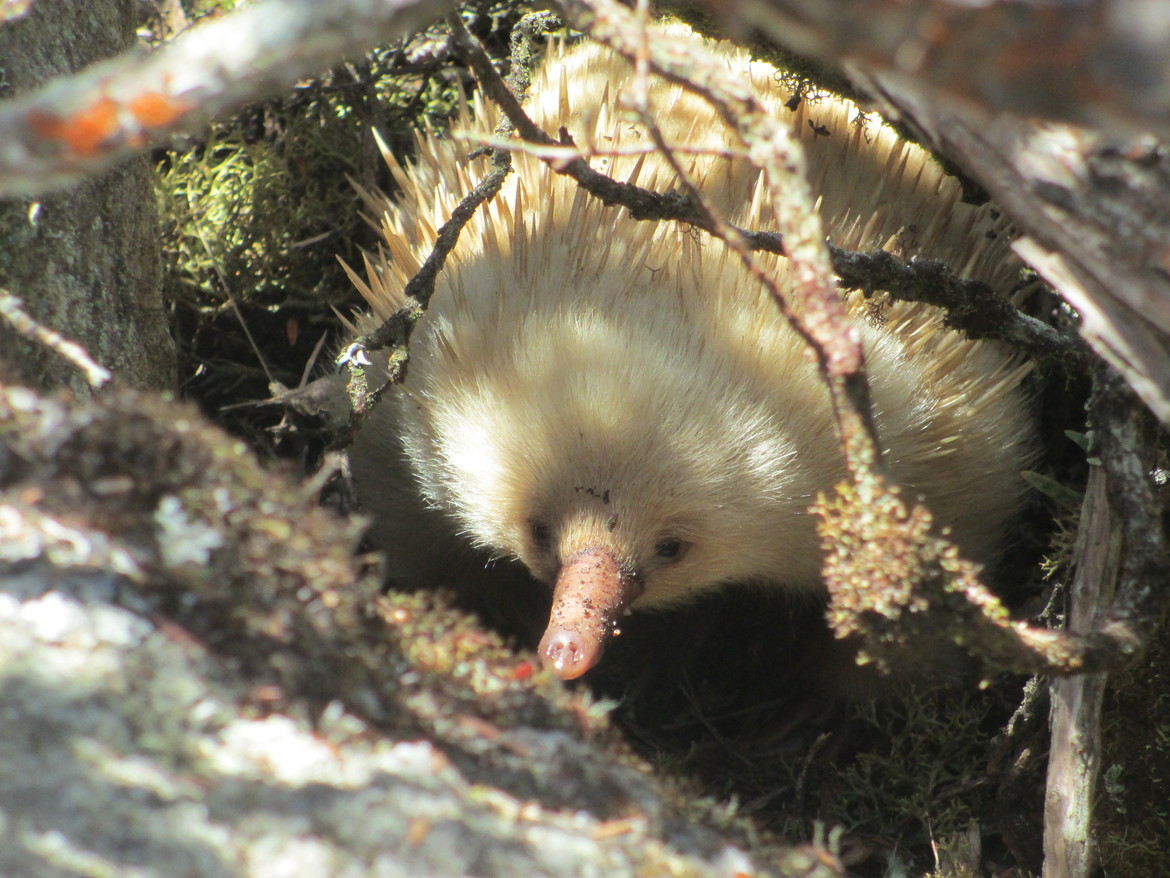 Echidna,  Strzelecki Mountain, Flinders Island, Australia