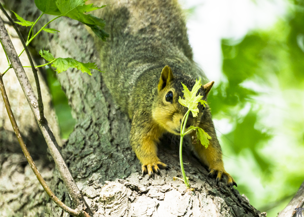 squirrel, Indianapolis, In., United States of America