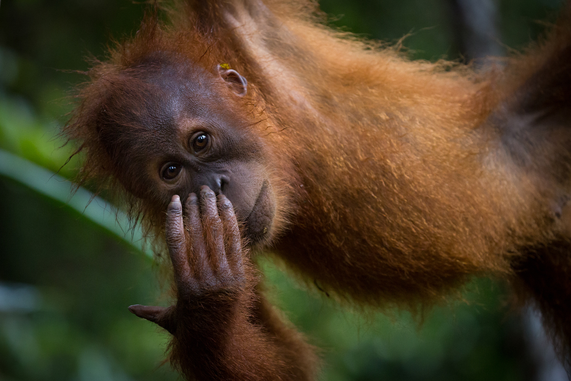 Sumatran Oranutan, Gunung Leuser National Park, Indonesia