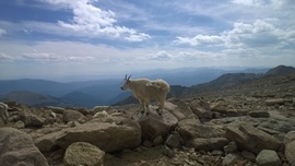 Grid 2015 08 18 mountain goat near mount evans  colorado