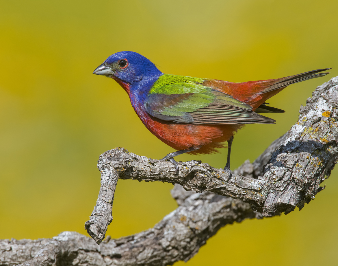 Painted Bunting, Wichita Mountains National Wildlife Refuge, OK, United States of America