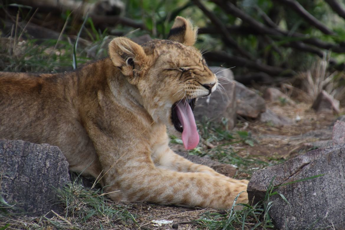 ion, Masai Mara National Park, Kenya