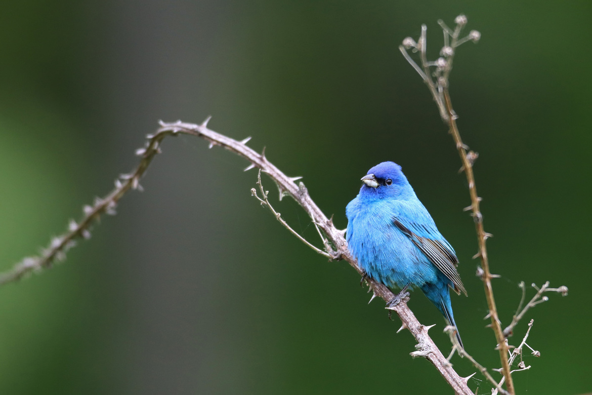Indigo Bunting, Baldpate Mountian in Central New Jersey, United States of America
