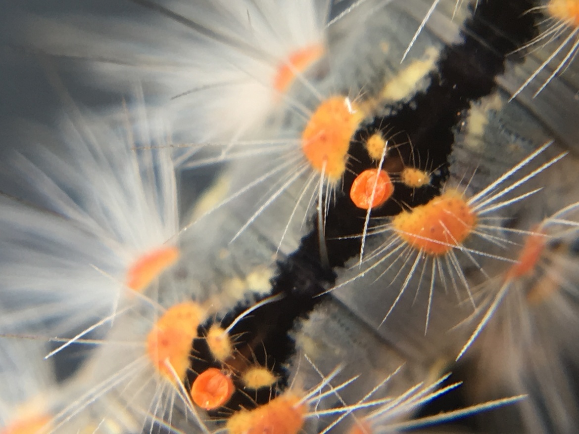 Caterpillar, Brazos Bend State Park, Texas, United States of America