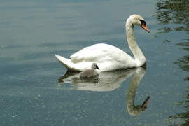 Grid mute swan with cygnet
