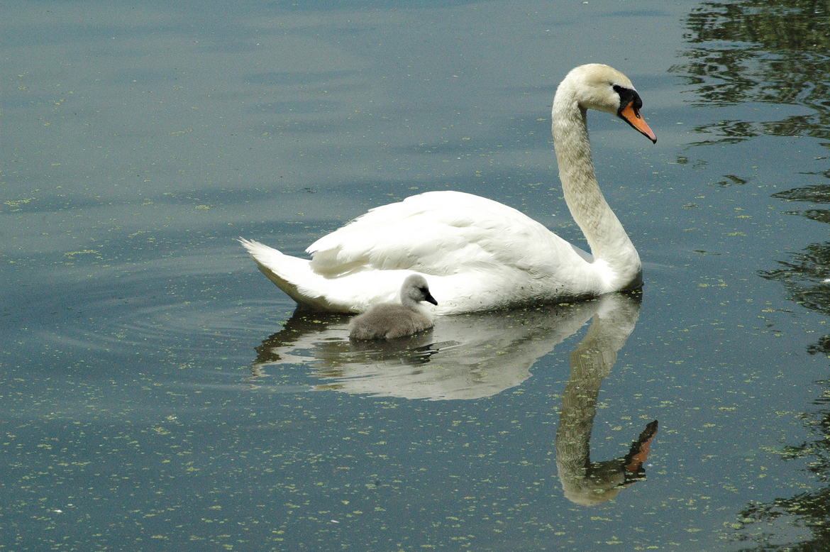 Mute Swan, Kellogg Bird Sanctuary, Battle Creek, Michigan, United States of America