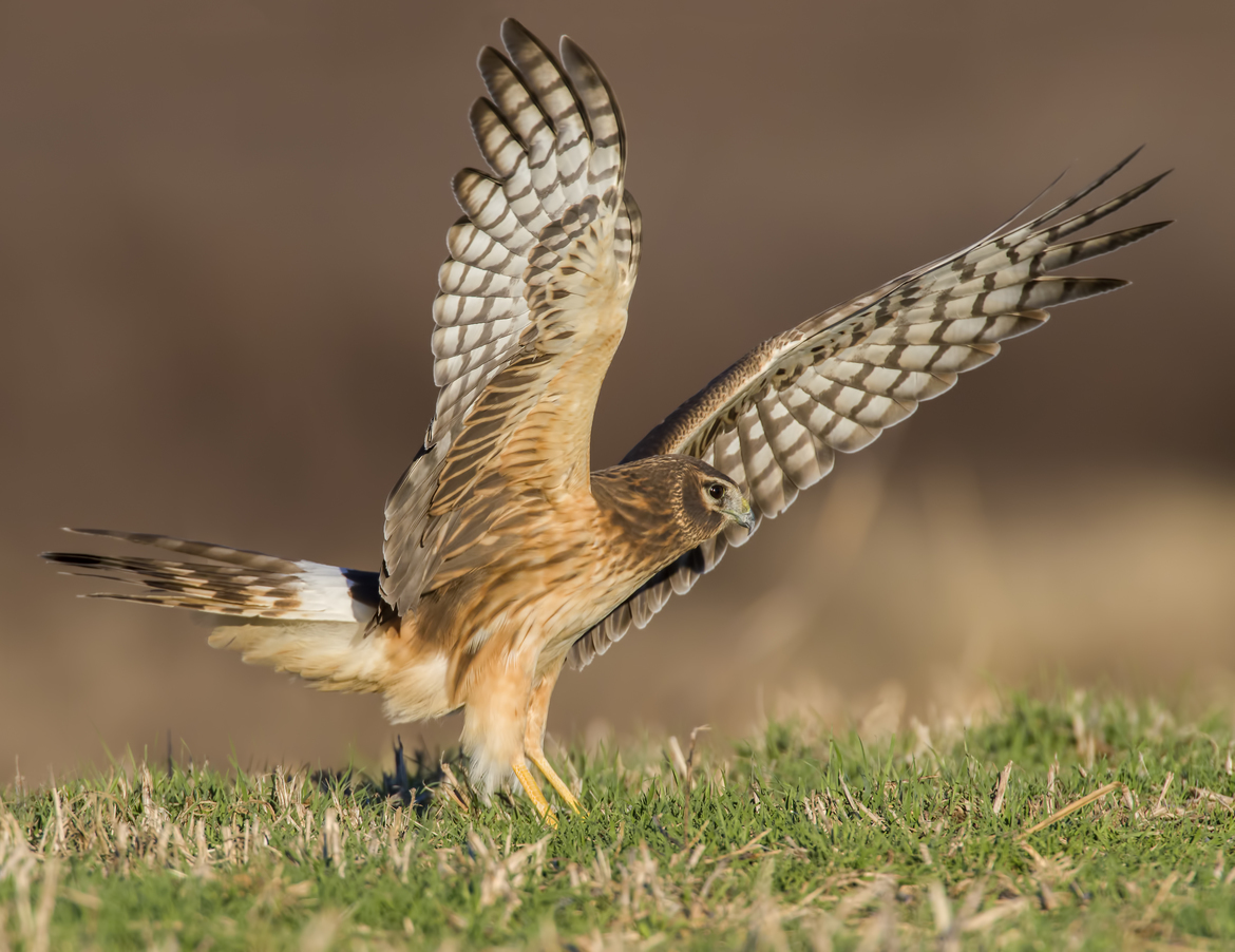 Northern Harrier, Hackberry Flats Wildlife Management Area, Oklahoma, United States of America