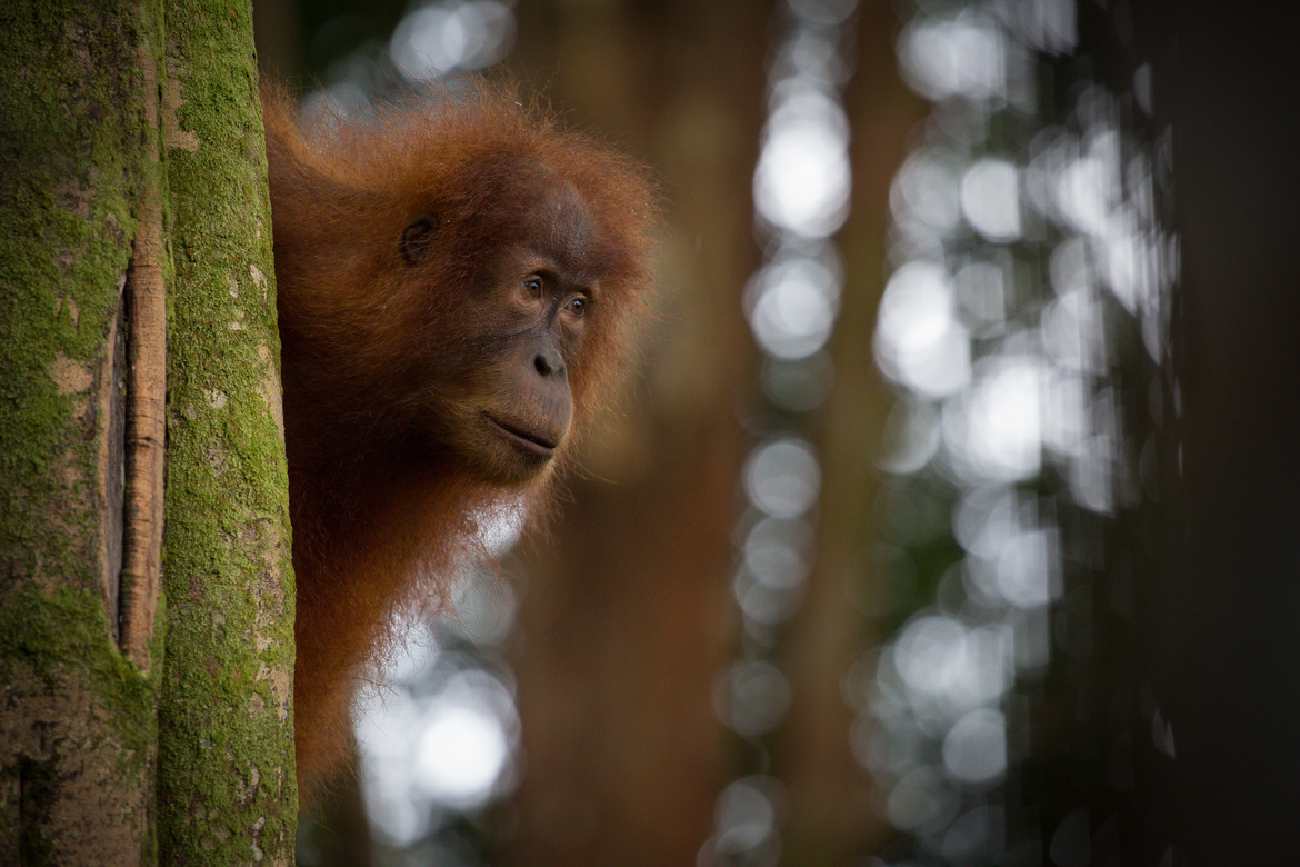 Sumatran Oranutan, Gunung Leuser National Park, Indonesia