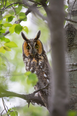 Grid 0l3a2315 edited longearedowl photocontest 1