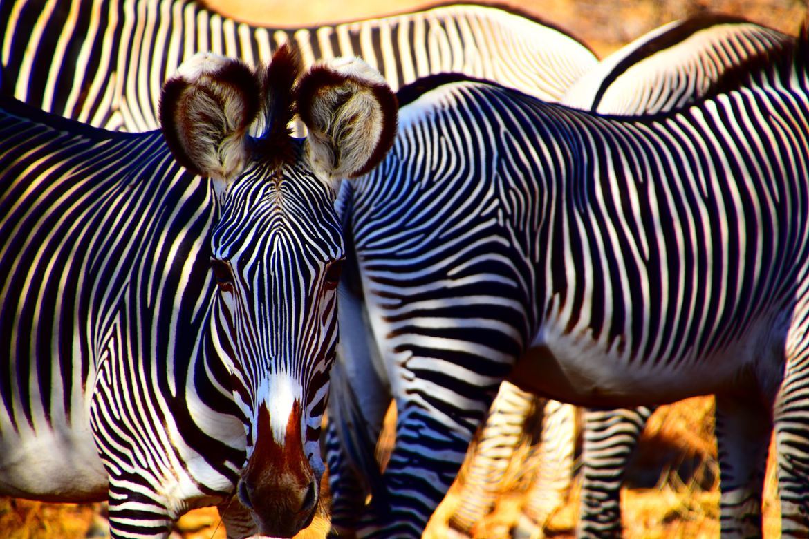 Grevy Zebra, Samburu National Park, Kenya