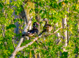 Grid male and female woodducks