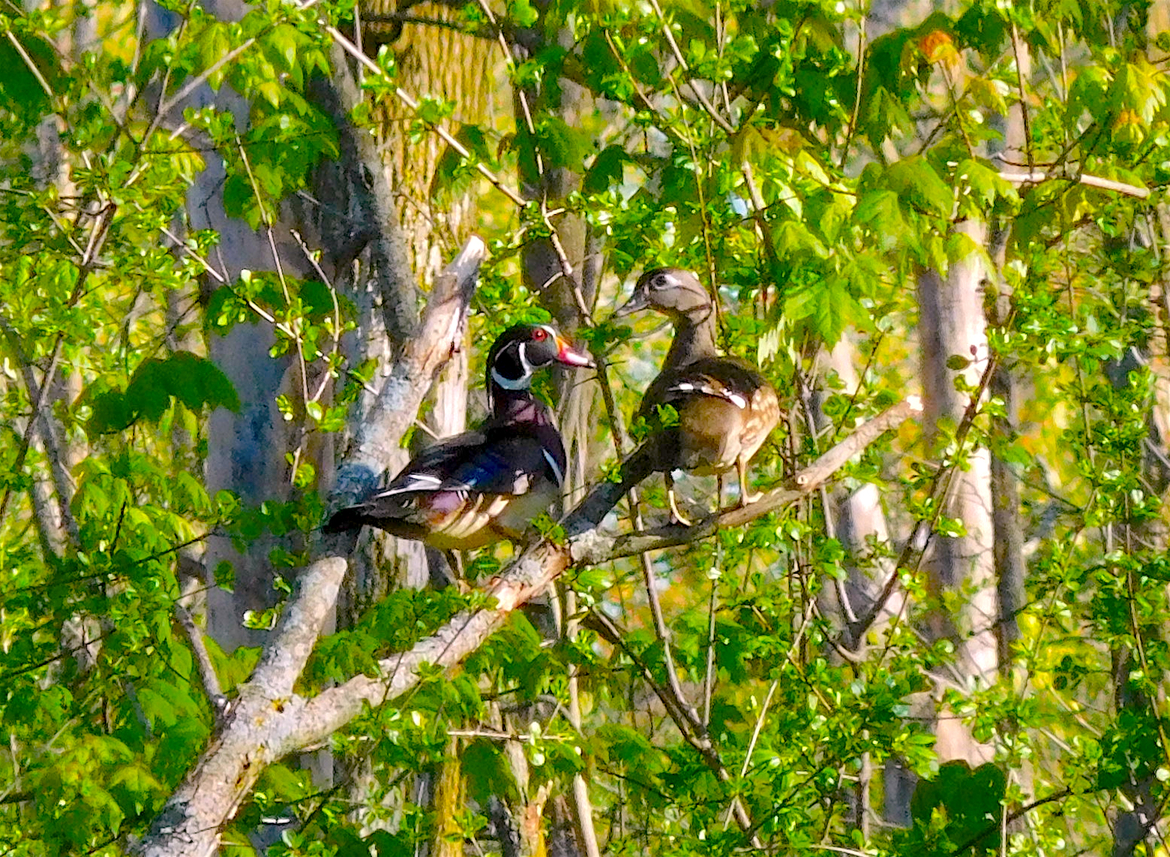 Wood Duck, Privately owned Wildlife Habitat - certified through the NWF.  My own property, United States of America