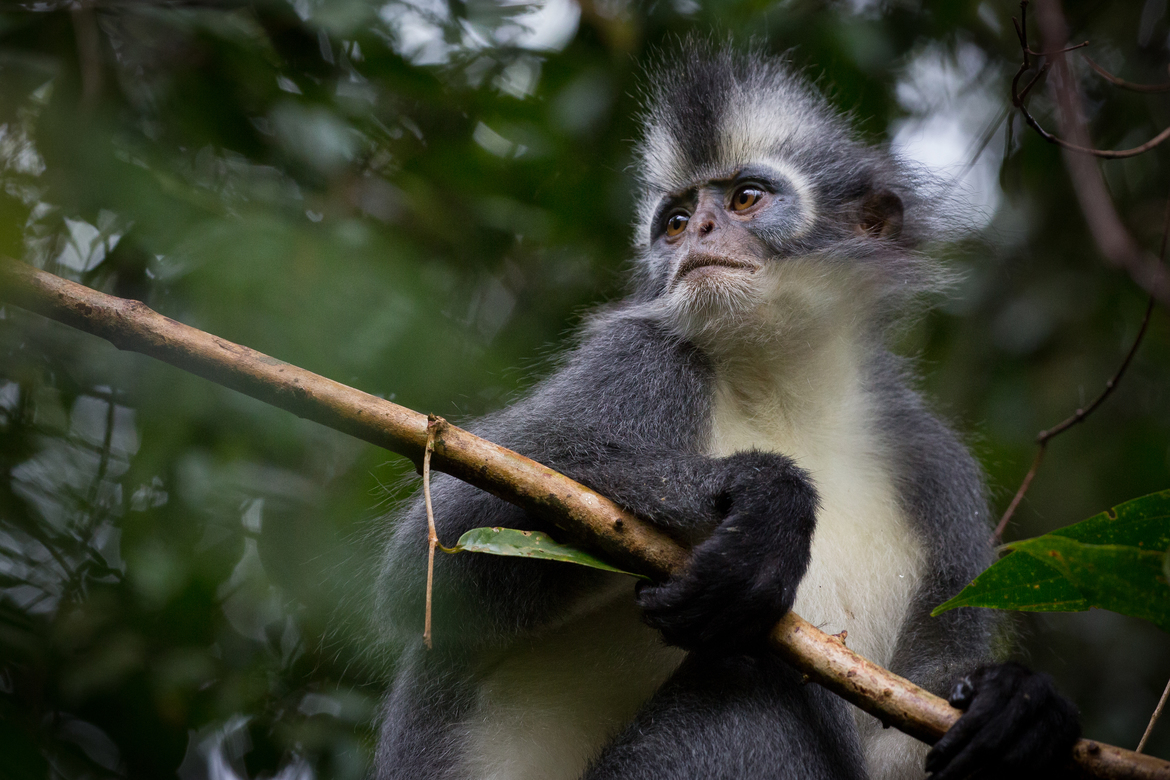 Thomas's Leaf Monkey, Gunung Leuser National Park, Indonesia
