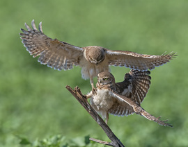Grid burrowing owl fight mcgowen