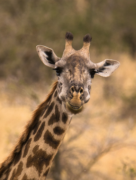 Grid masai giraffe   say cheese 