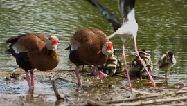 Grid naturalhabitat 1