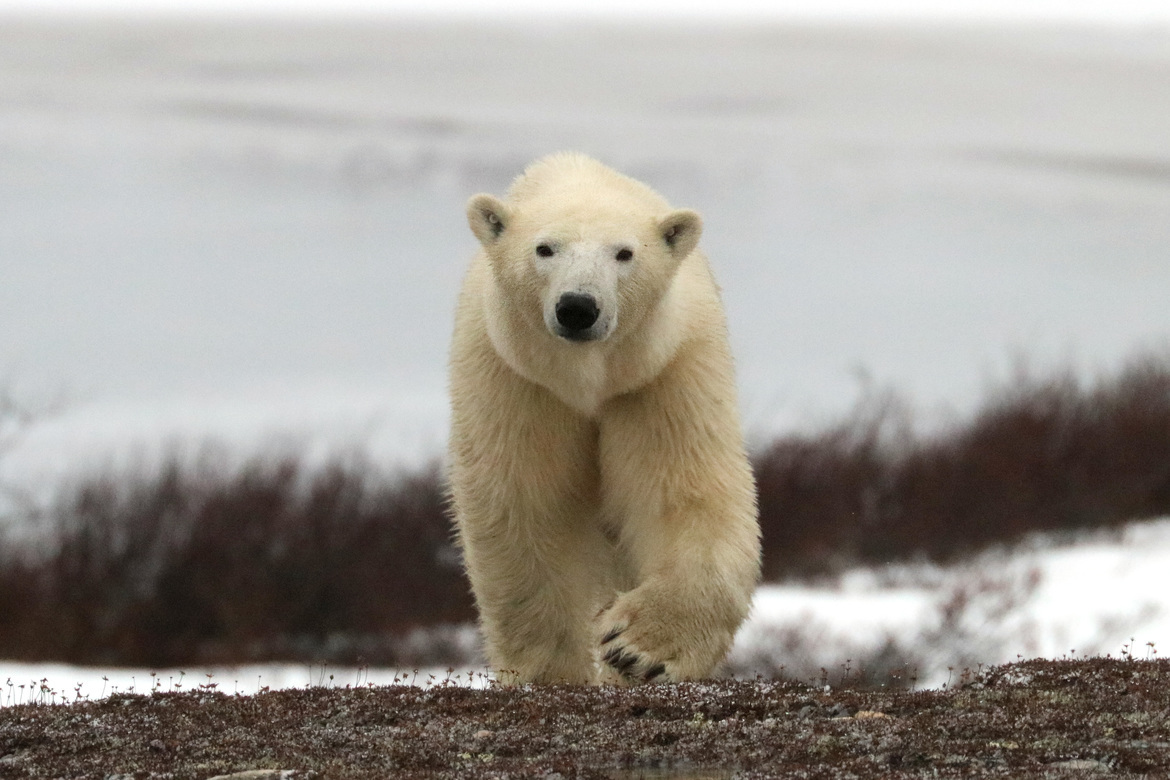Polar Bear, Churchill Manitoba, Canada
