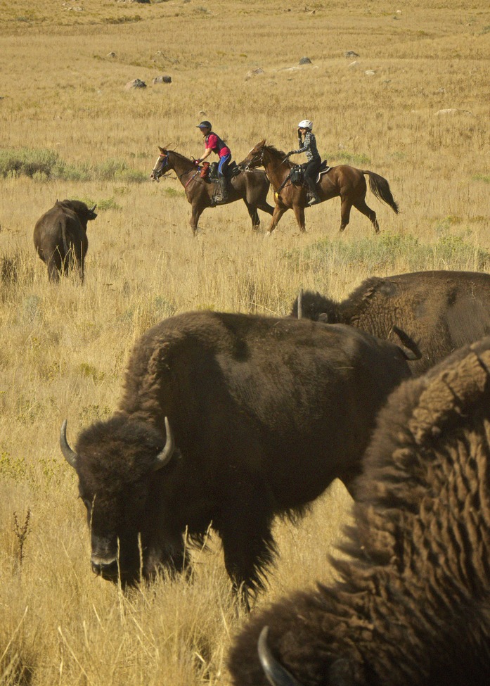 American bison, Antelope Island State Park, Utah, United States of America
