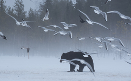 Grid brown bear in the fog with birds  1 of 1  2