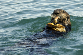 Grid 041117 whale watching 0006