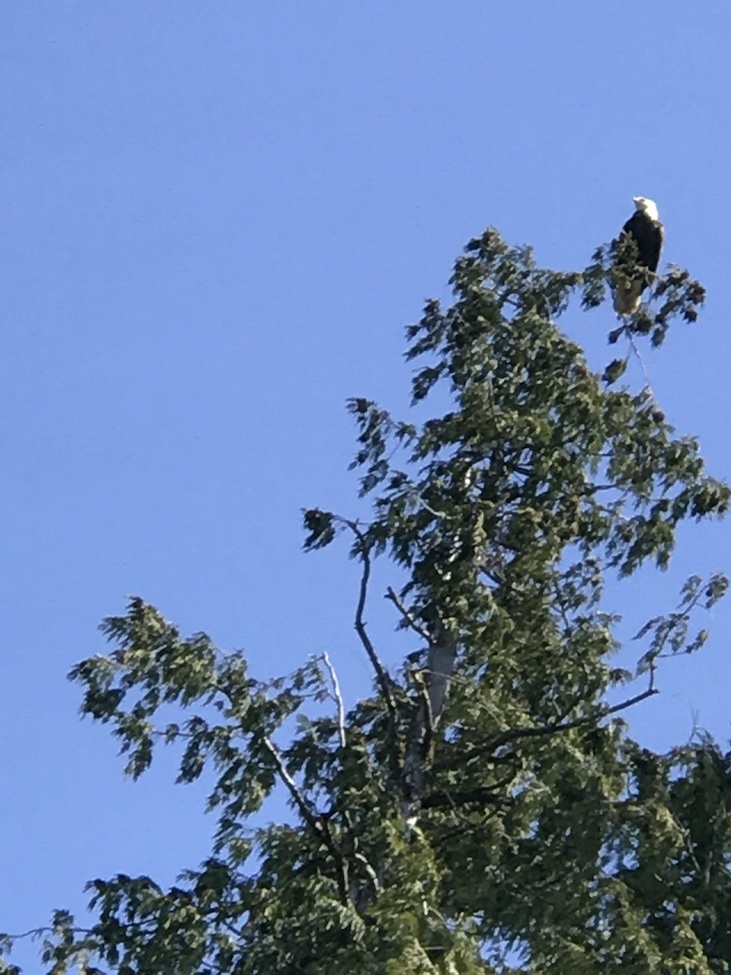 Bald Eagle, Ketchikan Alaska, United States of America