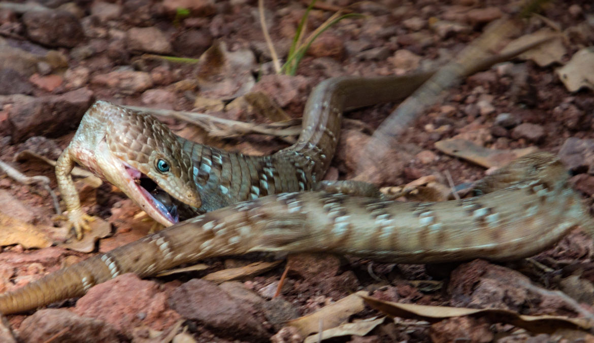 Texas alligator lizard, Big Bend National Park, TX, United States of America