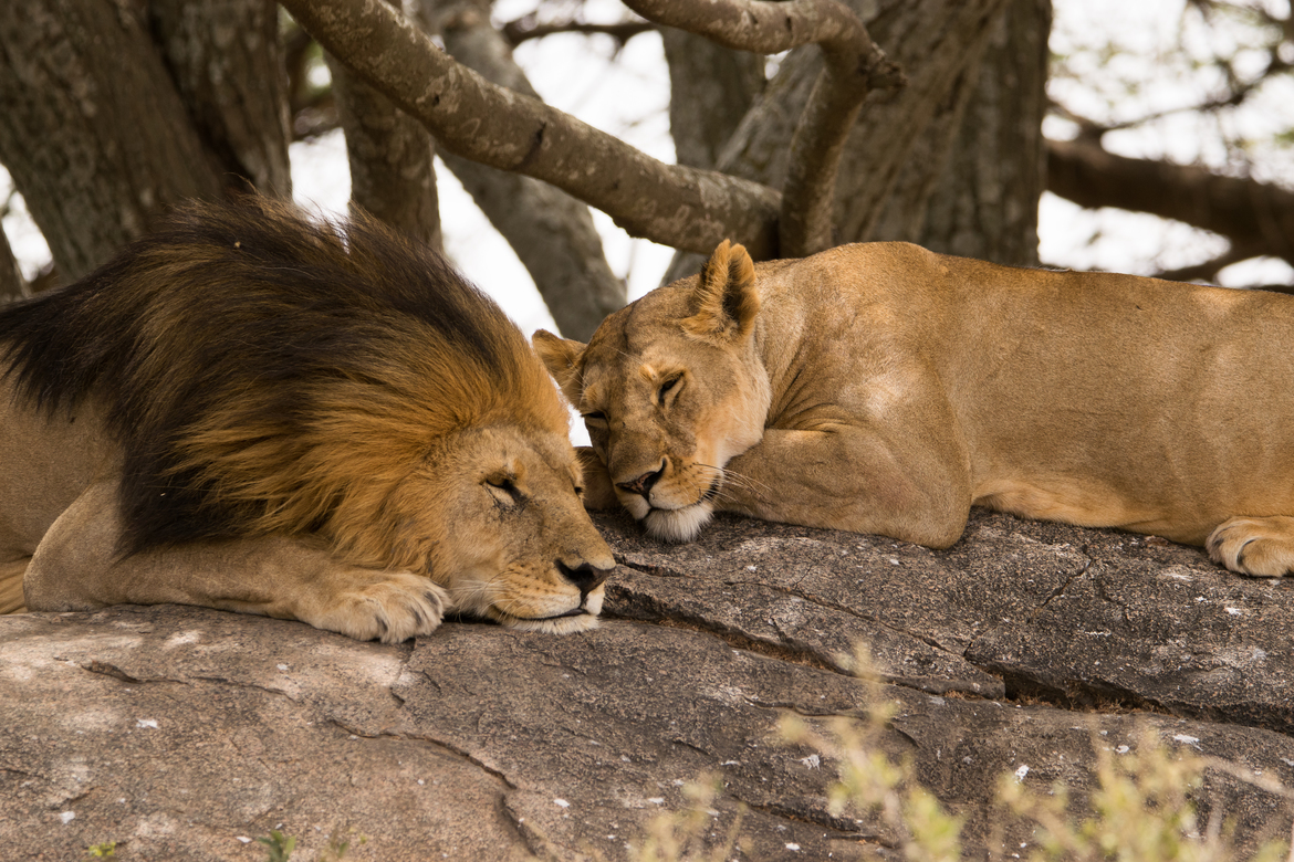 African Lion, Serengeti, Tanzania, United Republic of