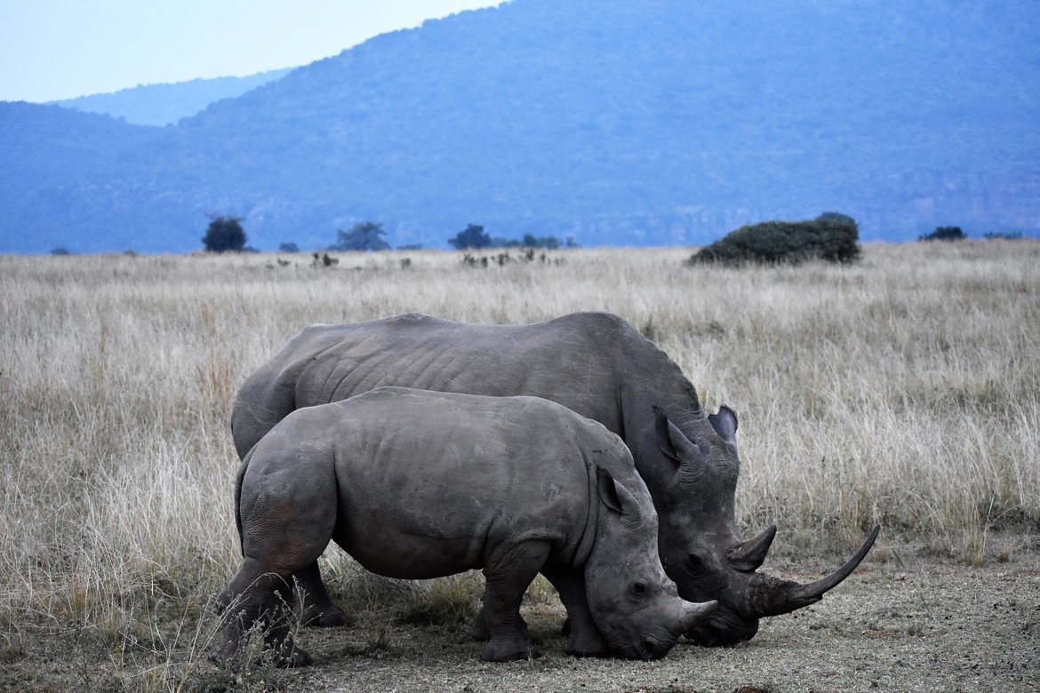 White Rhinoceros, Entabeni Game Reserve, South Africa