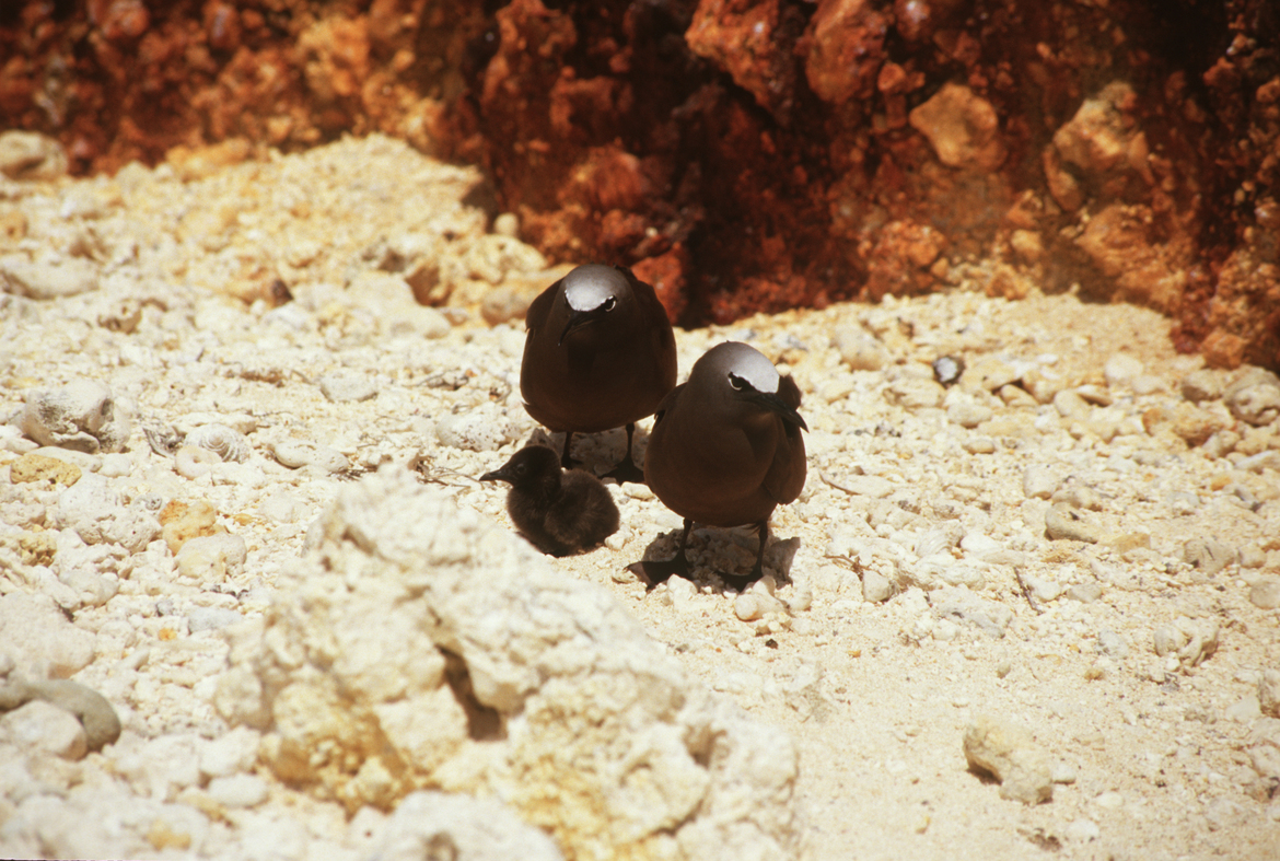 Black Noddy, Papahanamokukea Marine National Monument, Hawaiian Archipelago