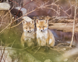 Grid christiansenellen 20140427 4487 20170531 keenobservers