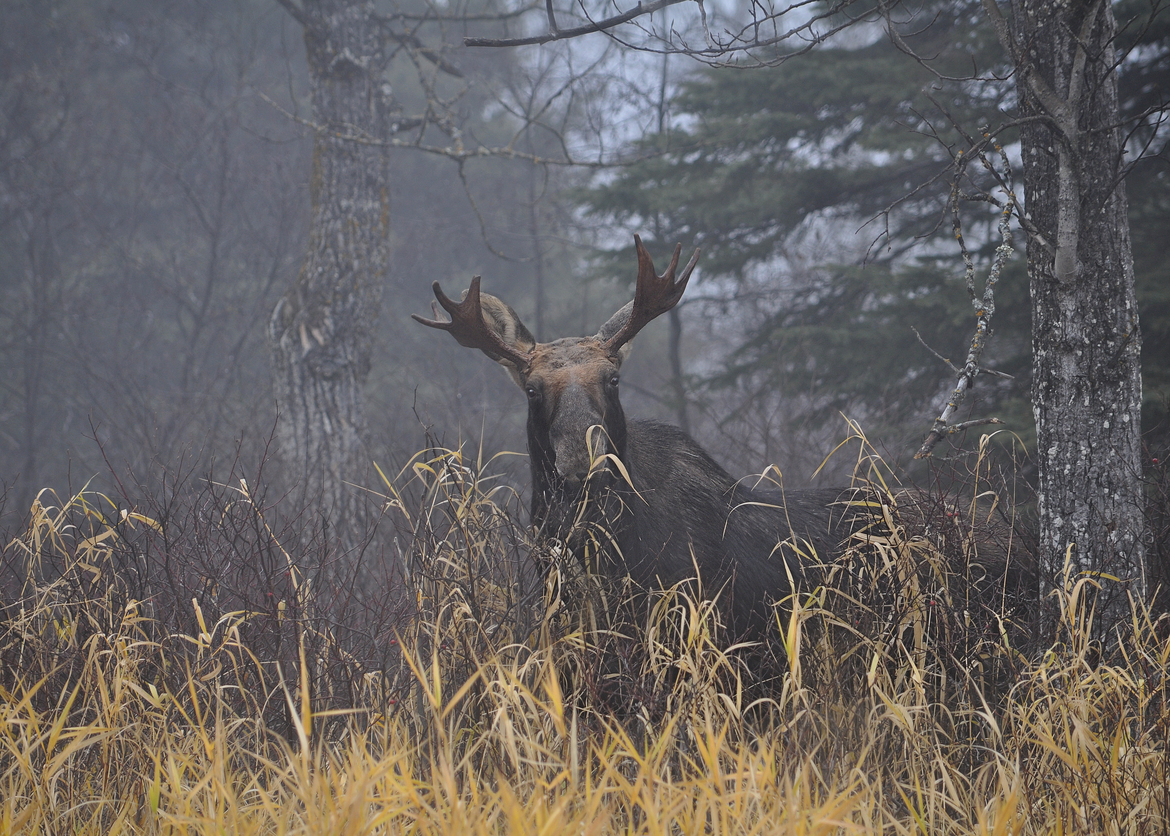 Moose, Riding Mountain National Park, Canada