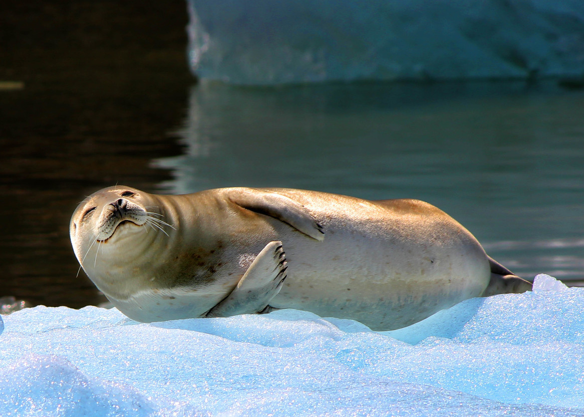 Harbor Seal, Tracy Arm-Fords Terror Wilderness, United States of America