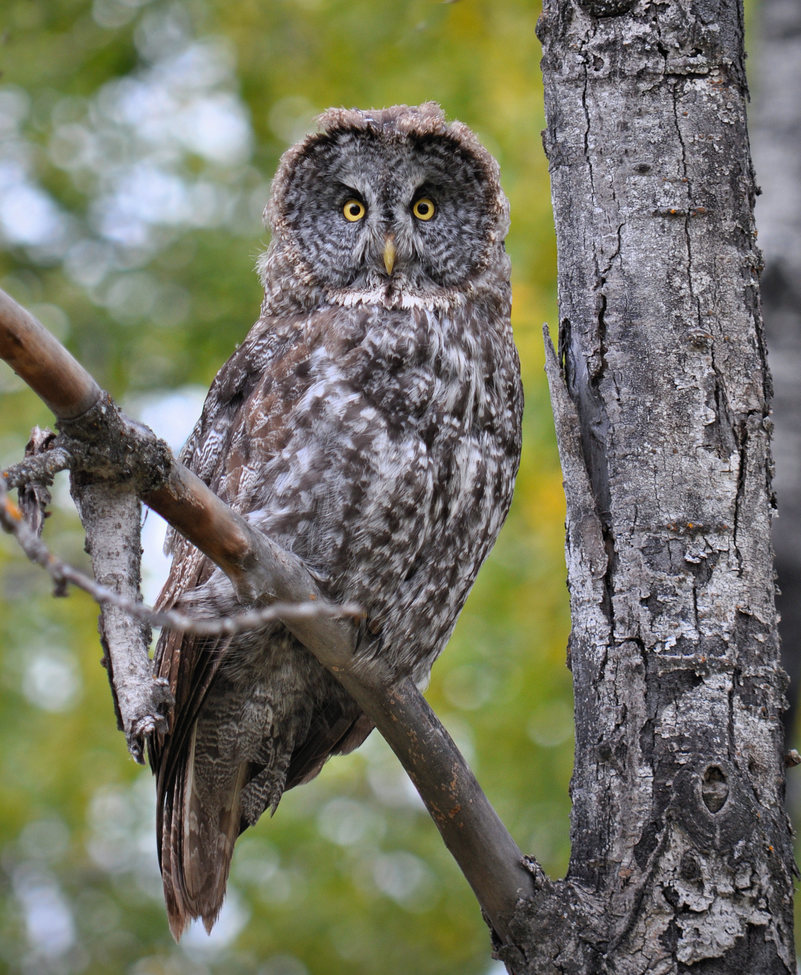 Great Grey Owl, Riding Mountain National Park, Canada